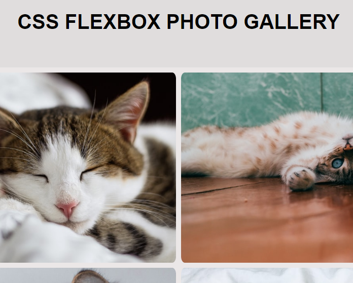 Cat photo gallery